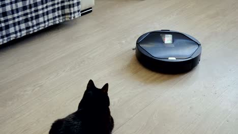 black cat playing with robotic vacuum cleaner which is cleaning floor. 4k