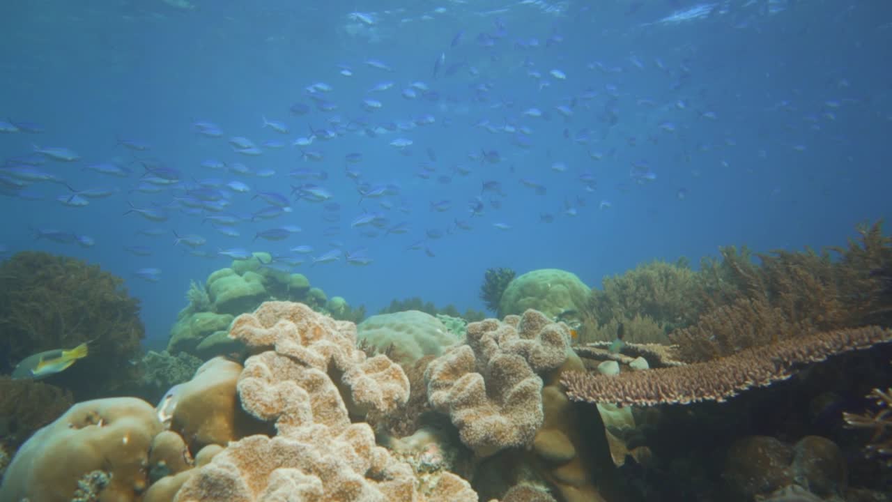deslizamiento lento hacia adelante sobre un hermoso entorno de coral con peces