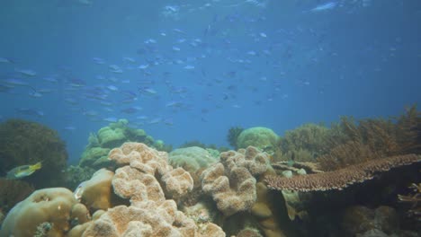 Deslizamiento-Lento-Hacia-Adelante-Sobre-Un-Hermoso-Entorno-De-Coral-Con-Peces