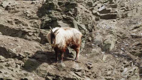 cabra de montaña de pelo largo de pie en un terreno rocoso