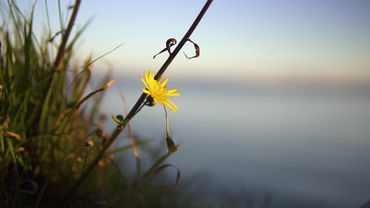 Nærbillede makrooptagelse af en almindelig mælkebøtte og græs, der bevæger sig i den langsomme vind ved solnedgang, med hav som baggrund.
