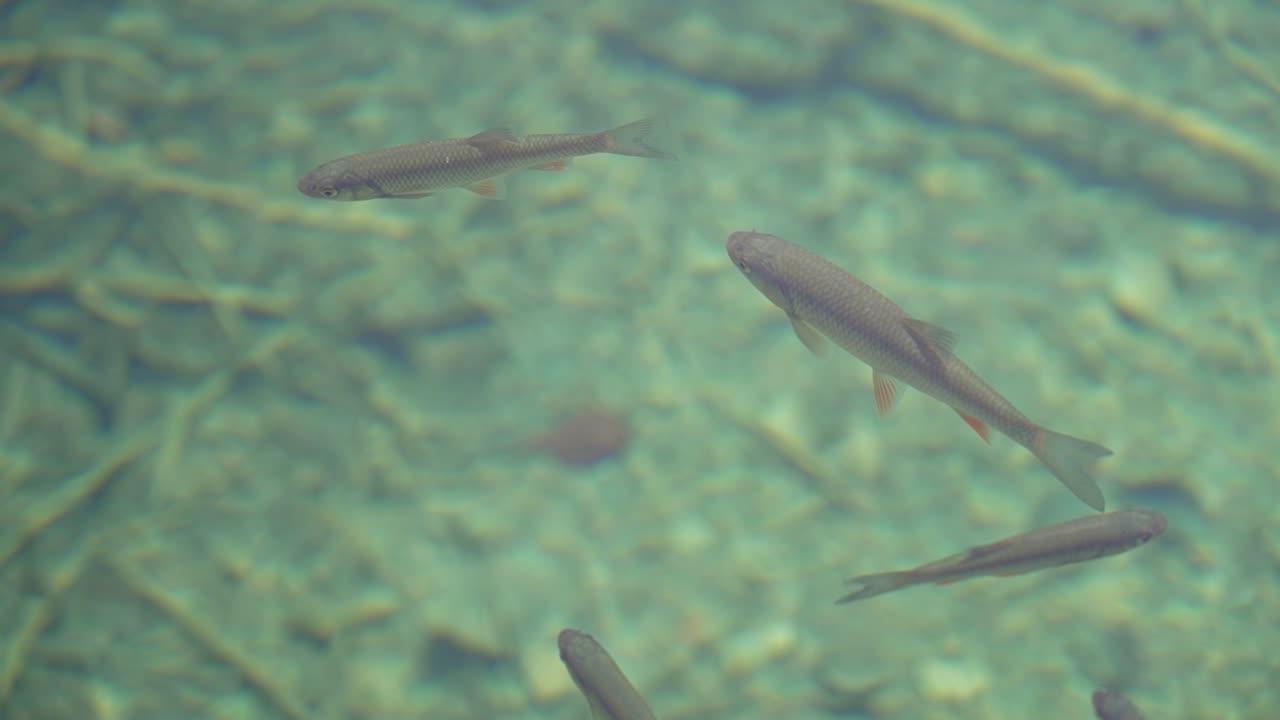 외부에서 가져온 녹색 투명 물에 떠 있는 물고기의 슬로우 모션 샷