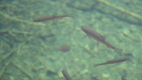toma en cámara lenta de peces flotando en agua verde transparente tomada desde el exterior