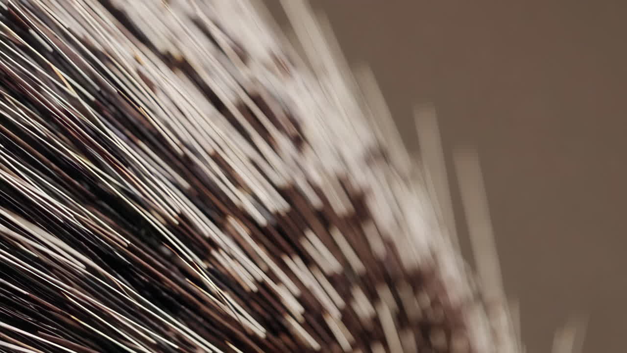 Abstract Close-up of Porcupine Quills