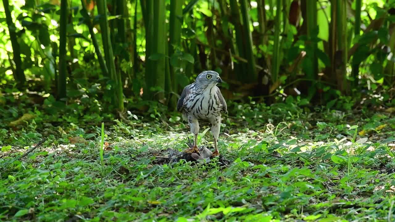 shikra alimentándose de otro pájaro en el suelo, esta ave de rapiña atrapó un pájaro para desayunar y estaba ocupado comiendo, luego se asustó y se fue