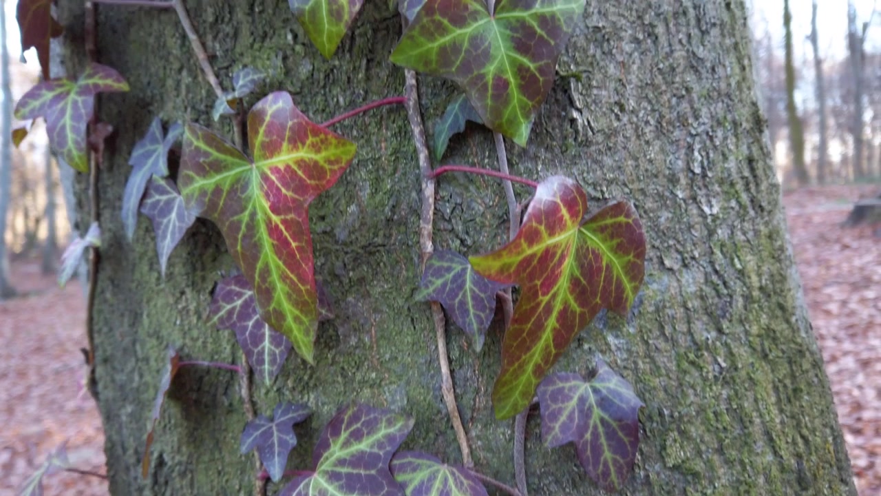 Muschio ed edera sul tronco dell'albero. Riprese nella foresta invernale