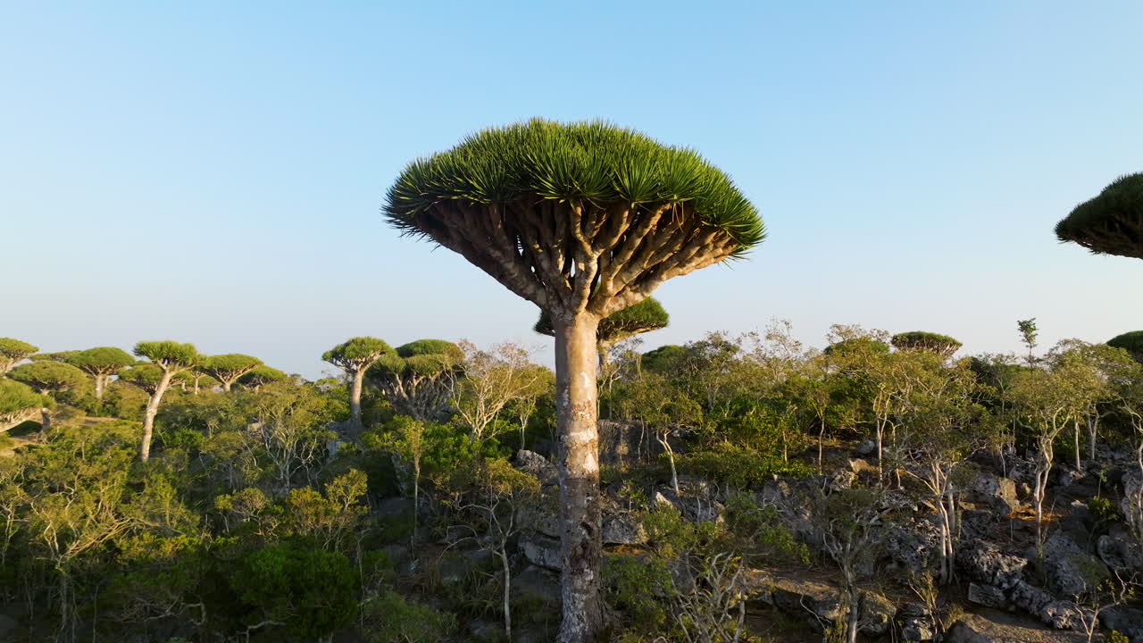 árboles de sangre de dragón en el bosque de firhmin, isla de socotra, yemen - retirada aérea
