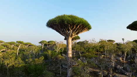 Árboles-De-Sangre-De-Dragón-En-El-Bosque-De-Firhmin,-Isla-De-Socotra,-Yemen---Retroceso-Aéreo