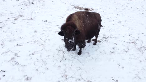 Bison-Nahaufnahme-Rotierende-Ansicht-Im-Winter