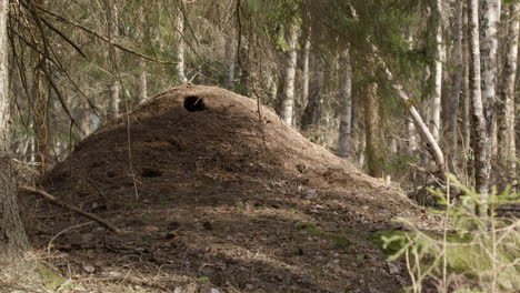 Red-wood-ant-colony,-Formica-rufa,-in-a-forest,-Sweden,-scenic-shot-zoom-out