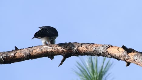 young mississippi kite perched on a limb calling and waiting on a parent to bring it food