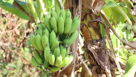 time-lapse of banana bunch maturing on plant