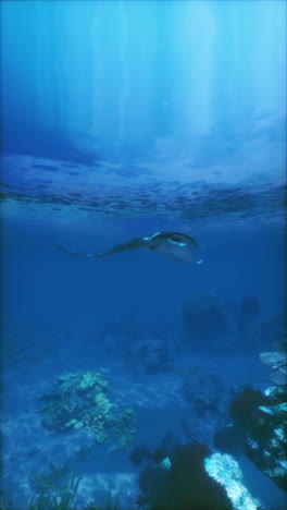 manta ray swimming over coral reef