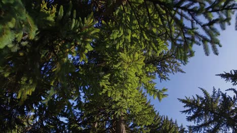 upward angle captures lush green pine trees against a clear blue sky, evoking a serene, natural