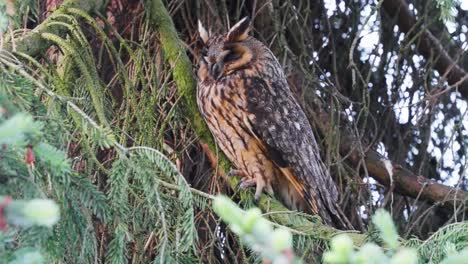 búho de orejas largas adulto sentado en una rama cubierta de musgo de un árbol de coníferas mirando alrededor en el bosque