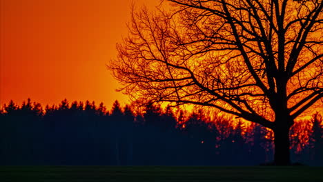 el lapso de tiempo del sol rojo disminuyendo detrás de la silueta del bosque rural