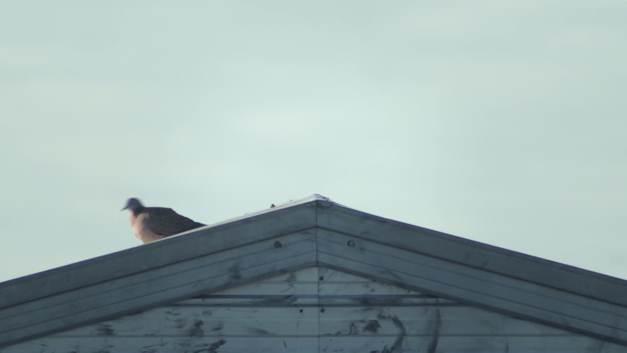 Bird Perched on a Rooftop