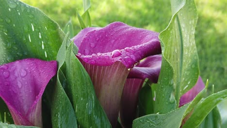 este es un video en cámara lenta de flores de lirio de cala púrpura o rosa con gotas de agua sobre ellas