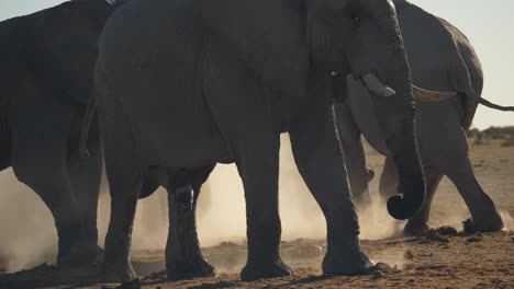 herd of savannah elephant walk raising dust, dramatic scene, africa