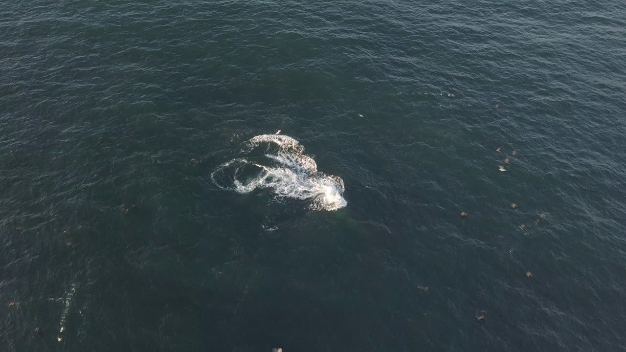 바다는 동물들의 것입니다.