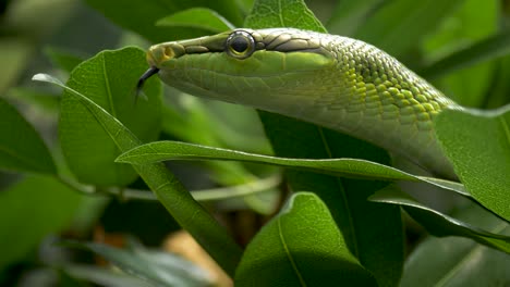 close-up of a red-tailed racer