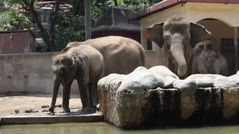 asian elephants at the zoo