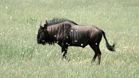 a magical scene of a wildebeest walking through a lush green, grassy landscape, with butterflies flying all around