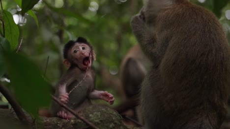 a baby macaque in the sumatran jungle playing with a branch