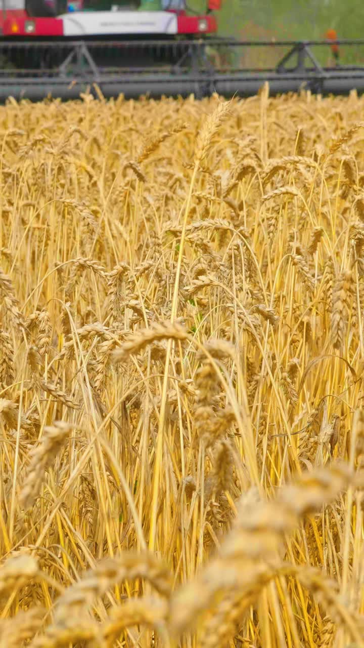 Golden wheat field with harvesting equipment in the background showcasing agricultural landscape