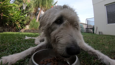cerca de un perro peludo comiendo comida húmeda y seca de un tazón en el patio trasero
