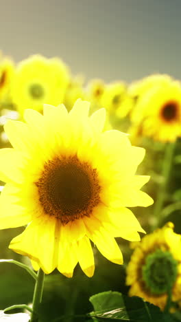 sunflowers in a field