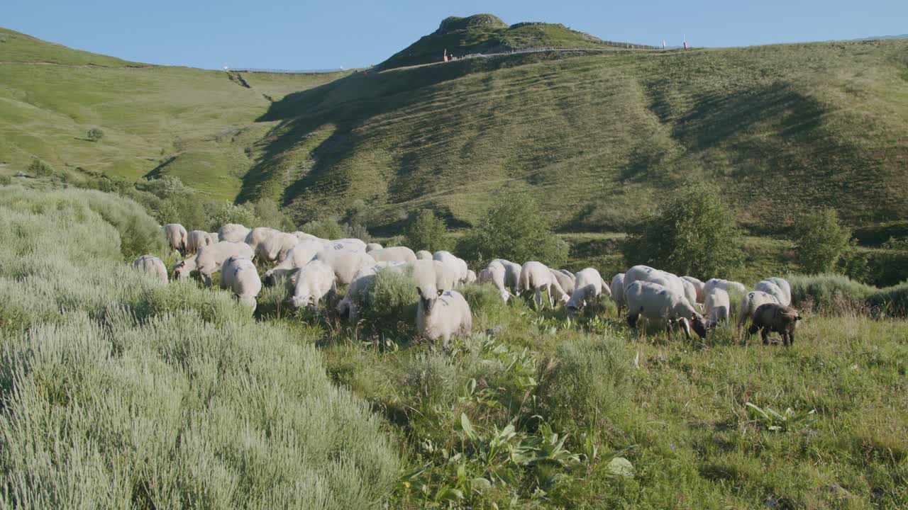 rebaño de ovejas pastando en los pastos verdes de la montaña en un brillante día de verano - tiro ancho