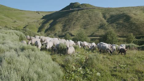 Rebaño-De-Ovejas-Pastando-En-Los-Pastos-Verdes-De-La-Montaña-En-Un-Brillante-Día-De-Verano---Tiro-Ancho