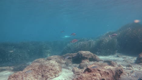 Peces-Y-Focas-Monje-Nadando-En-La-Distancia