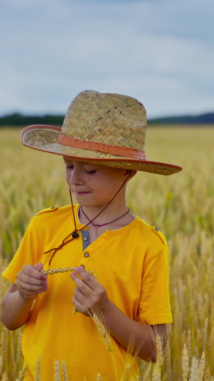 Little kid in agriculture land. Boy in straw hat holds wheat spikelets and looks at the ripeness. Little farmer on yellow field. Vertical video