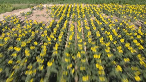 Antenne:-Schönes-Sonnenblumenfeld-Im-Morgenlicht