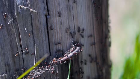 ants on a wooden post