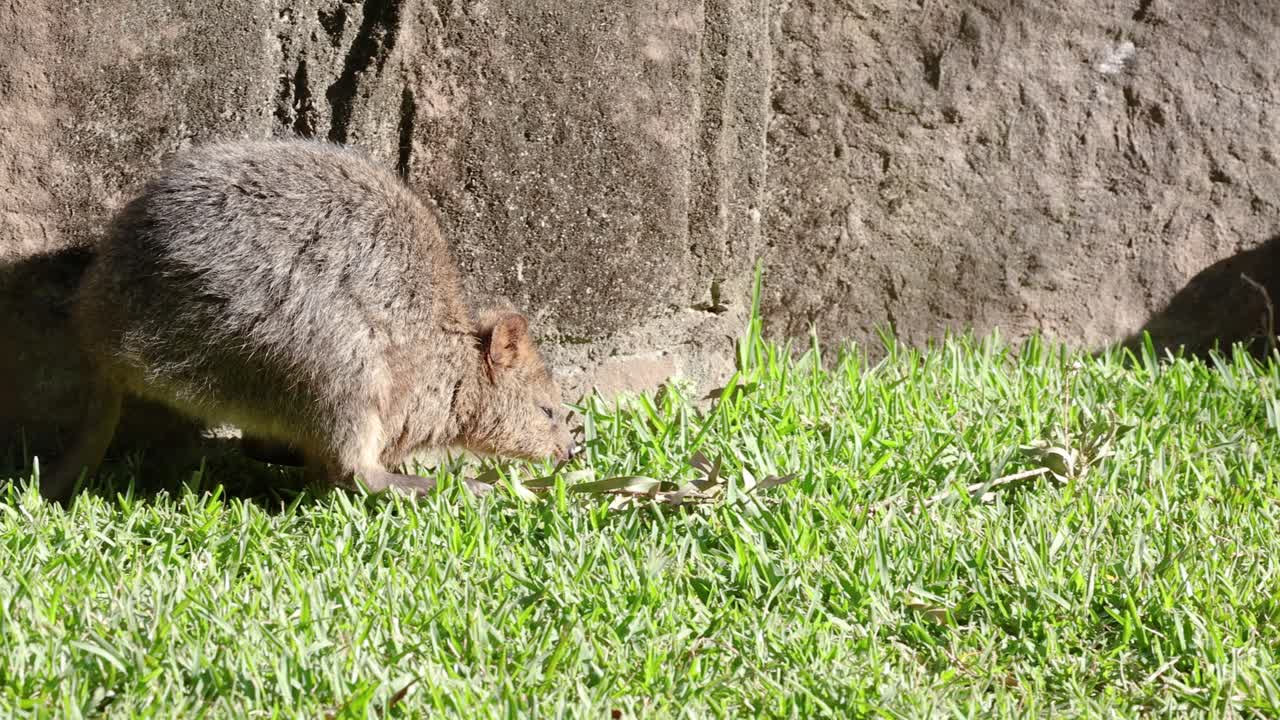 두 개의 카가 바위 벽 근처에서 상호 작용하고 있습니다.