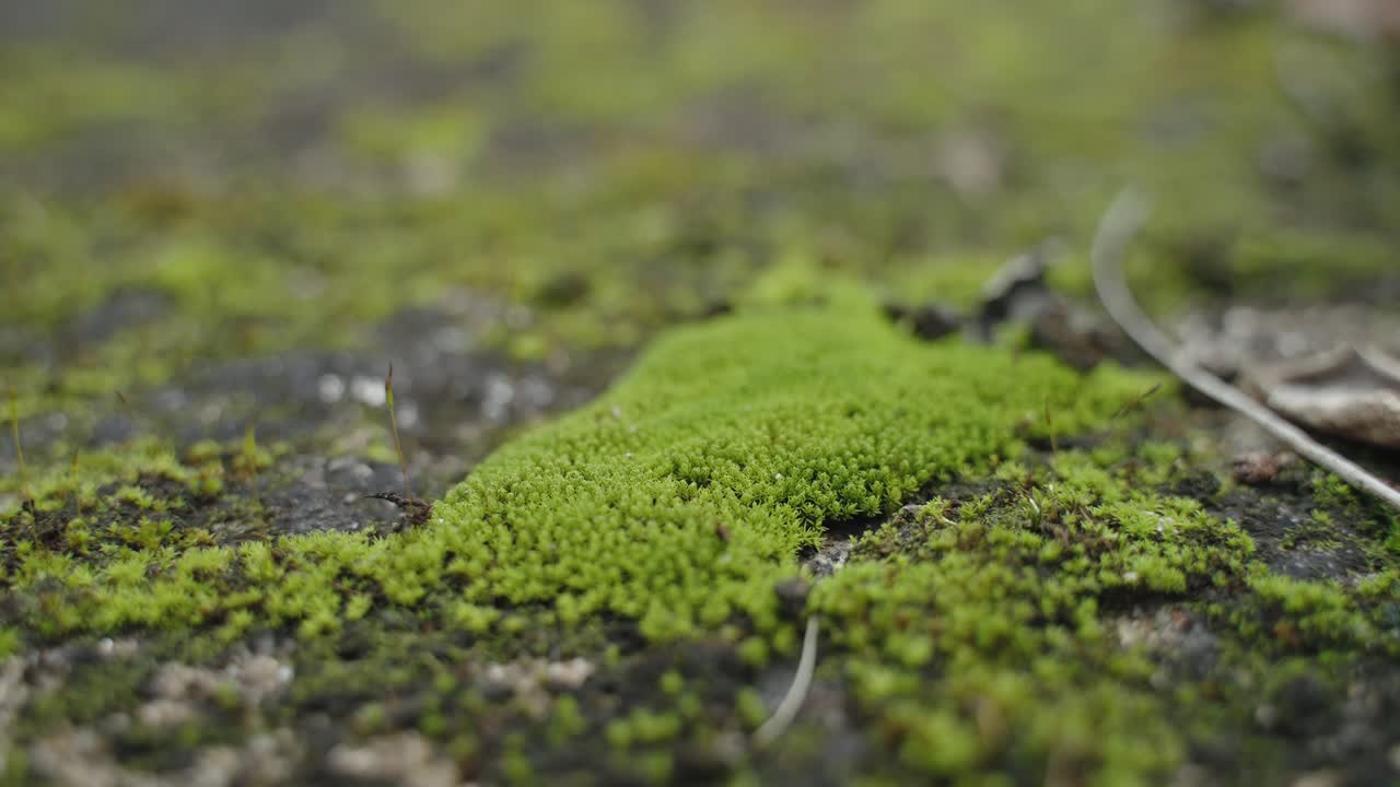 Dettaglio macro di muschio verde vibrante