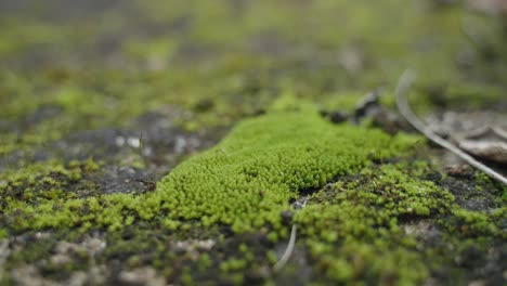 Vibrant-Green-Moss-Macro-Texture-Detail