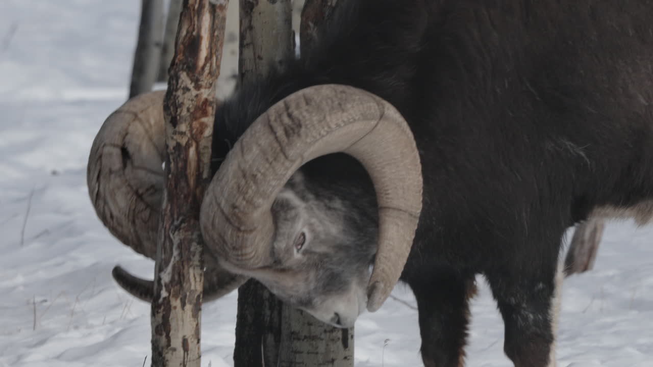 oveja macho de cuerno grande caminando sobre la nieve y rascando la cabeza en un árbol en yukon, canadá