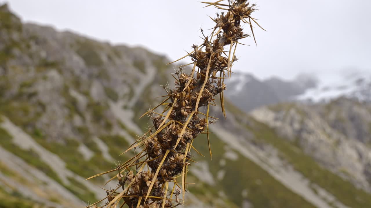 Dried Prickly Burweed In Red Tarns Track, South Island, New Zealand - Close Up