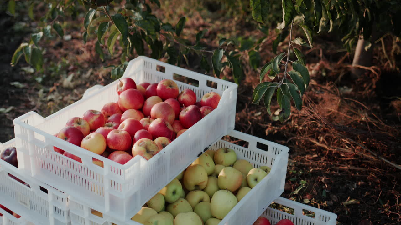 갓 모은 사과가 담긴 상자가 정원의 나무 아래에 서 있다 1