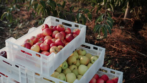 boxes with freshly collected apples stand under a tree in the garden 1