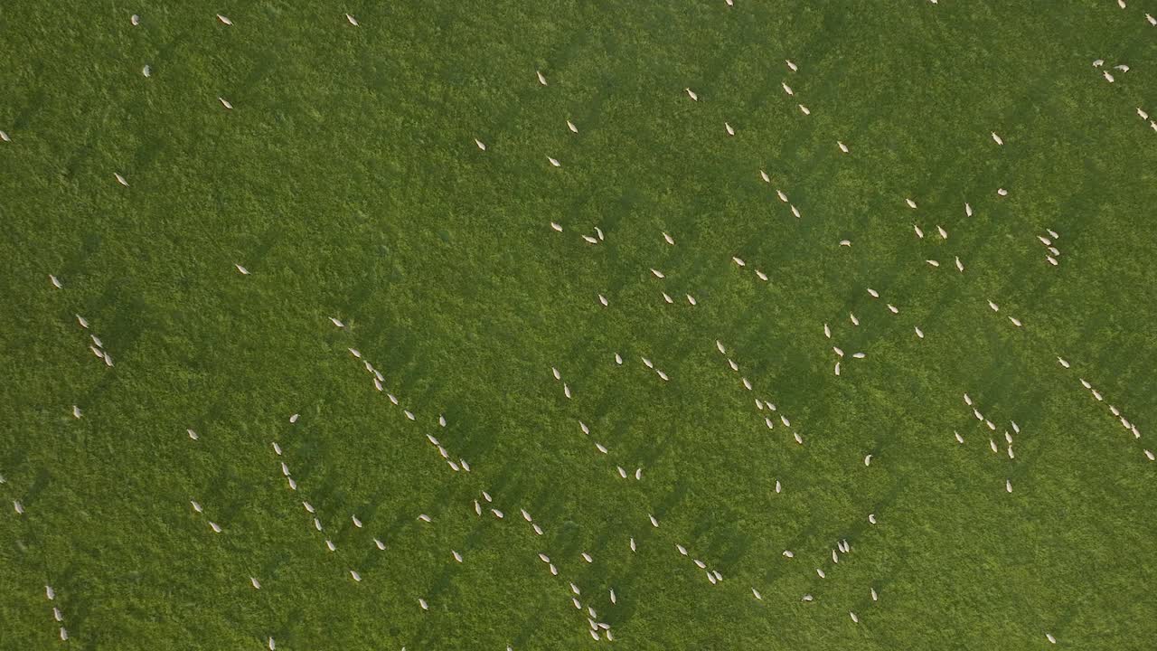 양 잔디  ⁇  조류의 눈으로 볼 수 있는 공중 조망 영국