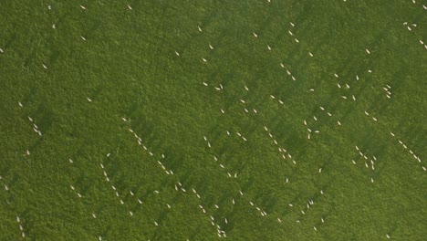 Campo-De-Hierba-De-Oveja-Vista-Aérea-Aérea-Reino-Unido