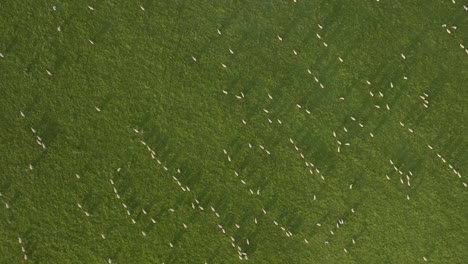 sheep grass field birds-eye-view aerial overhead uk