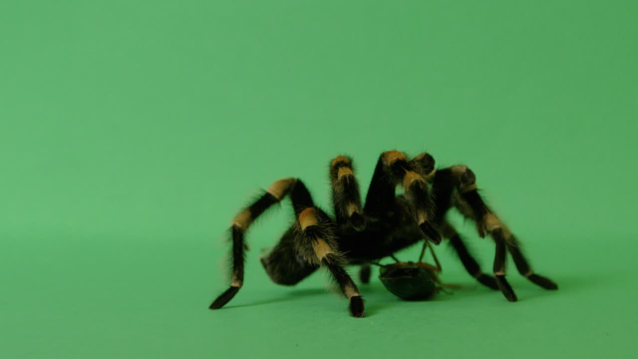 la cucaracha escapa de la araña tarántula en la pantalla verde arrastrándose a la presa 2
