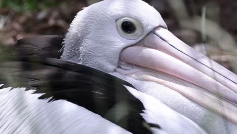 detailed view of a pelican's head, focusing on its eye and beak in a natural setting.