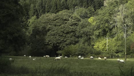 sheep graze in the sunshine on a summers day in a field in england